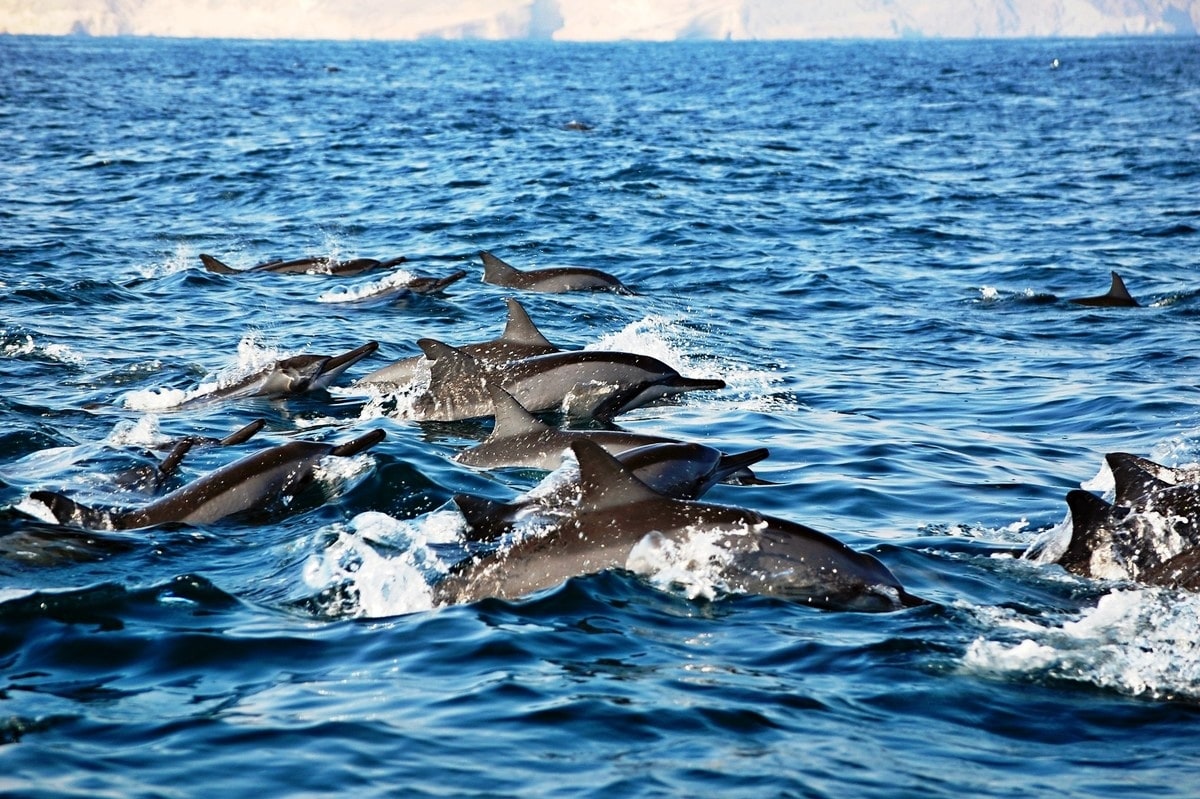 Obserwacja delfinów i wielorybów