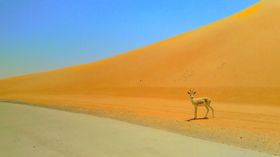 Zwierzęta Pustyni w Emiratach Arabskich
